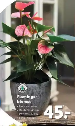 Lidl Flamingoblomst tilbud