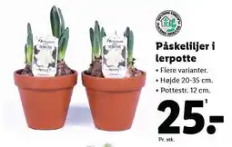 Lidl Påskeliljer i lerpotte tilbud