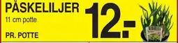 ABC Lavpris Påskeliljer tilbud
