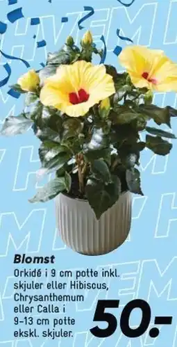 Blomst