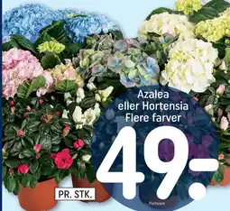 REMA 1000 Azalea eller Hortensia Flere farver tilbud