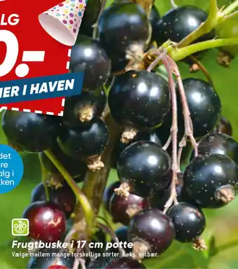 Bilka Frugtbuske i 17 cm potte tilbud