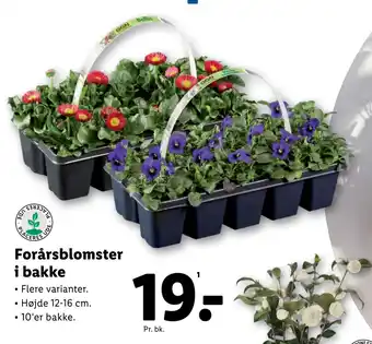 Lidl Forårsblomster i bakke tilbud