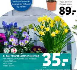 Lidl 6-pak forårsblomster eller løg tilbud