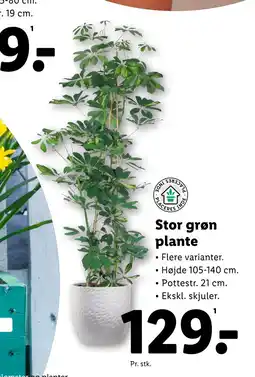 Lidl Stor grøn plante tilbud