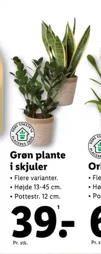 Lidl Grøn plante i skjuler tilbud