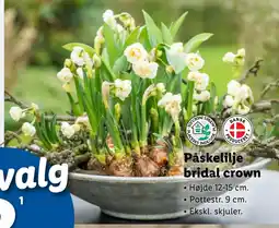 Lidl Påskelilje bridal crown tilbud