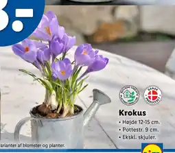 Lidl Krokus tilbud