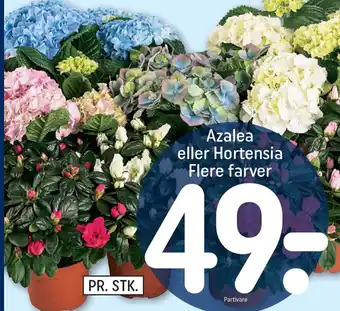 REMA 1000 Azalea eller Hortensia tilbud