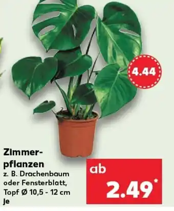 Kaufland Zimmer- pflanzen tilbud