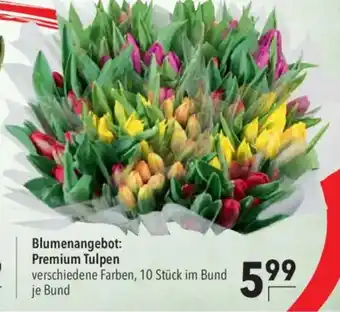 Citti Blumenangebot: Premium Tulpen tilbud