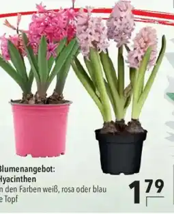 Citti Blumenangebot: Hyacinthen tilbud