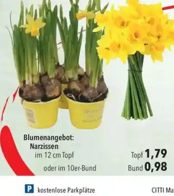 Citti Blumenangebot: Narzissen tilbud