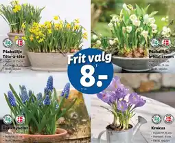 Lidl Påskelilje Tête-á-tête, Perlehyacint, Påskelilje bridal crown eller Krokus tilbud