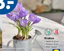 Lidl Krokus tilbud