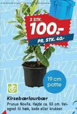 Bilka Kirsebærlaurbær tilbud