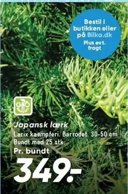 Bilka Japansk lærk tilbud