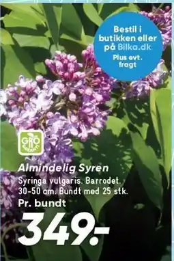 Bilka Almindelig Syren tilbud