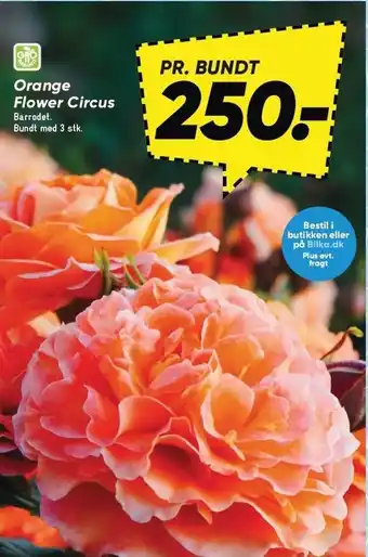 Bilka Orange Flower Circus tilbud