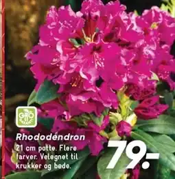 Bilka Rhododendron tilbud