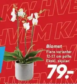 Bilka Blomst tilbud