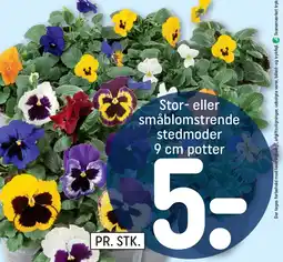 REMA 1000 Stor- eller småblomstrende stedmoder tilbud