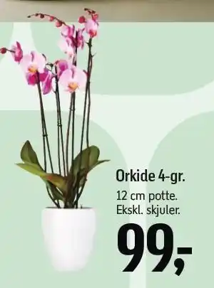 Føtex Orkide 4-gr tilbud