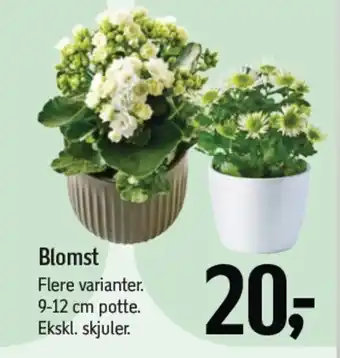 Føtex Blomst tilbud