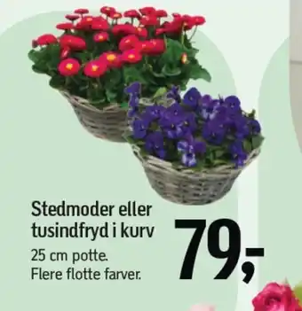 Føtex Stedmoder eller tusindfryd i kurv tilbud