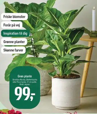 Føtex Grøn plante tilbud