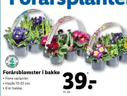 Lidl Forårsblomster i bakke tilbud