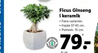 Lidl Ficus Ginseng i keramik tilbud