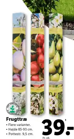 Frugttræ