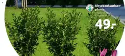 Kirsebærlaurbær-