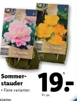 Lidl Sommer- stauder tilbud