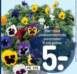 REMA 1000 Stor- eller småblomstrende stedmoder 9 cm potter tilbud