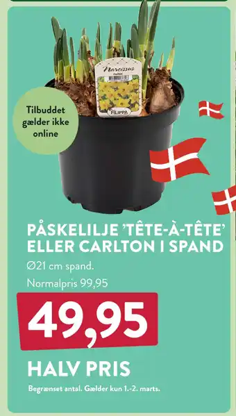 Plantorama PÅSKELILJE ’TÊTE-À-TÊTE’ ELLER CARLTON I SPAND tilbud