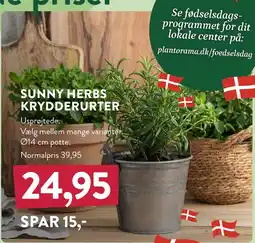 Plantorama SUNNY HERBS KRYDDERURTER tilbud