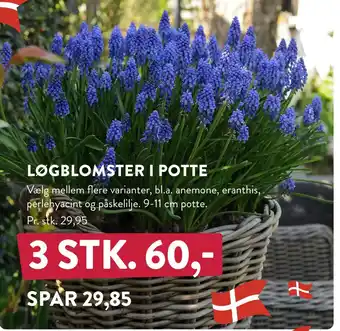 Plantorama LØGBLOMSTER I POTTE tilbud