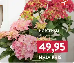 Plantorama HORTENSIA tilbud