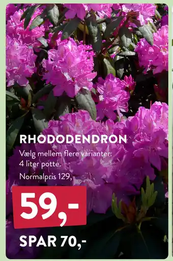 Plantorama RHODODENDRON tilbud