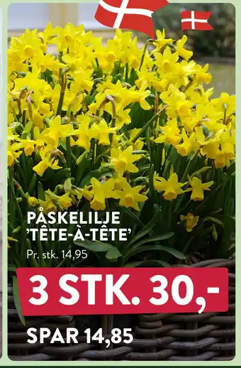 Plantorama PÅSKELILJE ’TÊTE-À-TÊTE’ tilbud