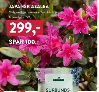 Plantorama JAPANSK AZALEA tilbud