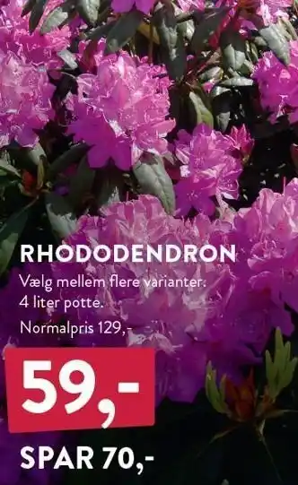 Plantorama RHODODENRON tilbud