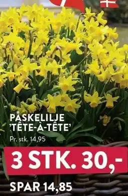 Plantorama PÅSKELILJE 'TÊTE-Á-TÊTE' tilbud