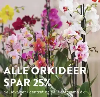 Plantorama SPAR 25% PÅ ALLE ORDKIDÉER tilbud