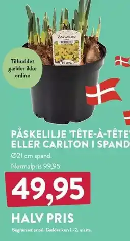 Plantorama PÅSKELILJE 'TÊTE-Á-TÊTE' ELLER CARLTON I SPAND tilbud