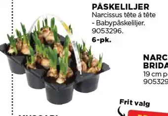 jem & fix Påskeliljer tilbud