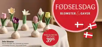 Kop & Kande Deko blomster tilbud