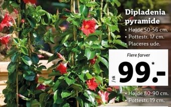 Lidl Dipladenia Pyramide tilbud